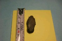 藏品(魚骨)的圖片